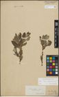 Foto von Salix lapponum L. x Salix silesiaca Willd.